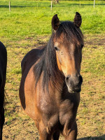 Vente de poney